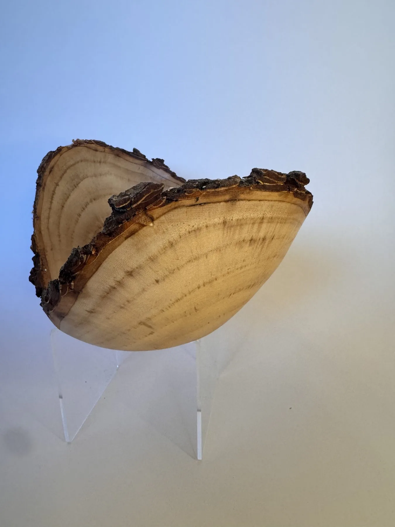 Angled view of maple natural edge bowl showing pale end grain and dark bark rim