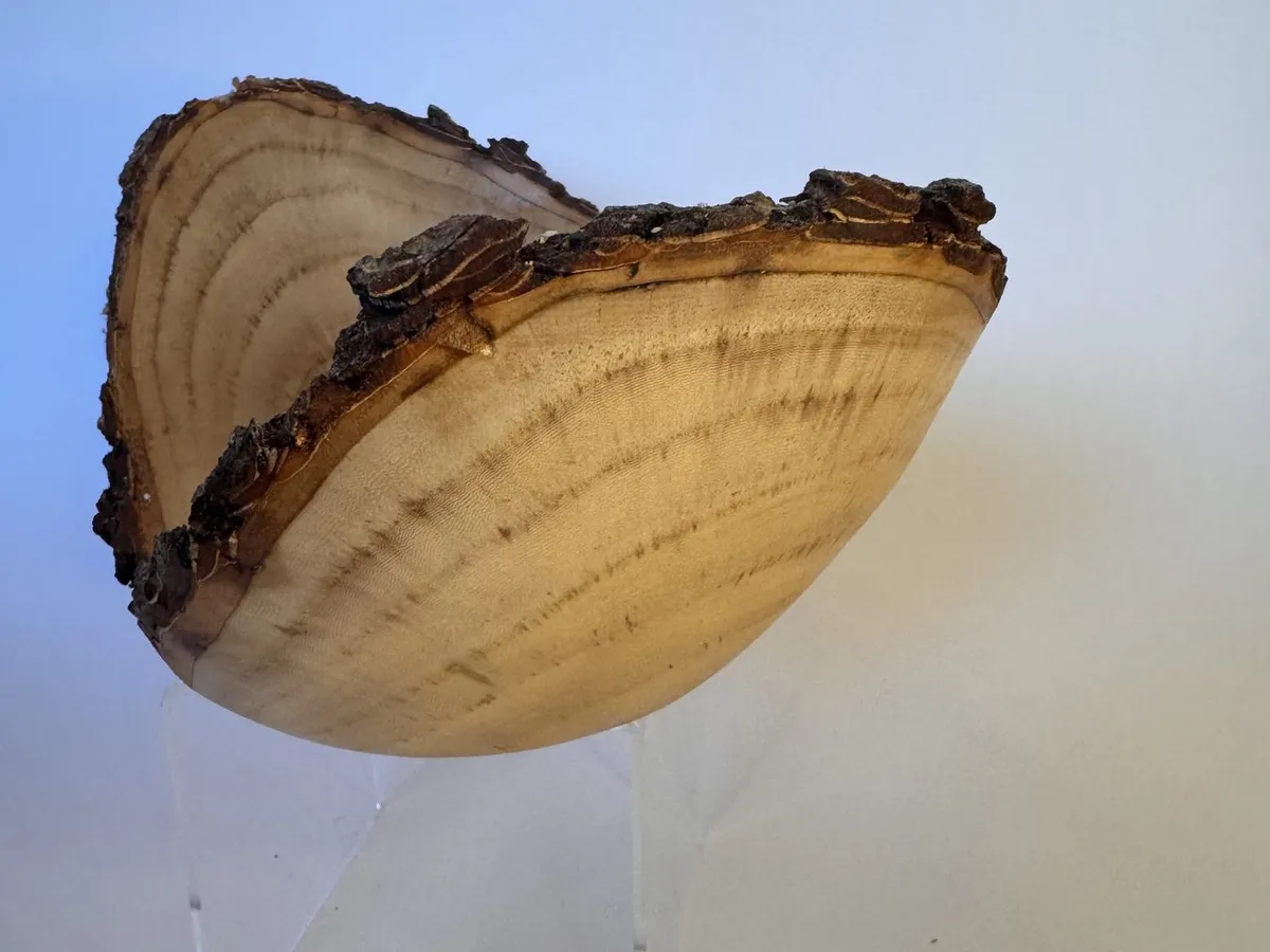 Angled view of maple natural edge bowl showing pale end grain and dark bark rim