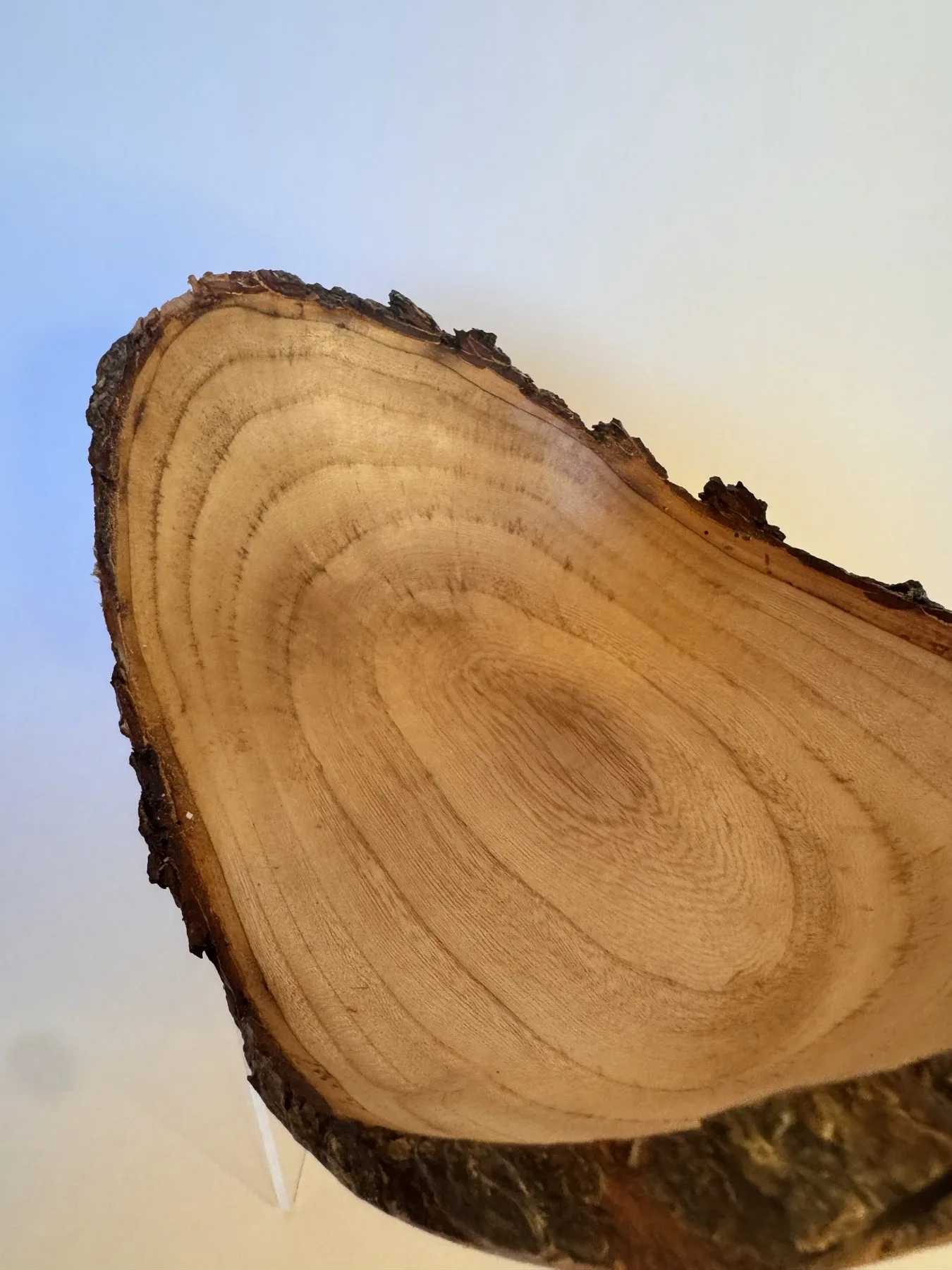 Interior close view of natural edge maple bowl with concentric grain and rough bark edge
