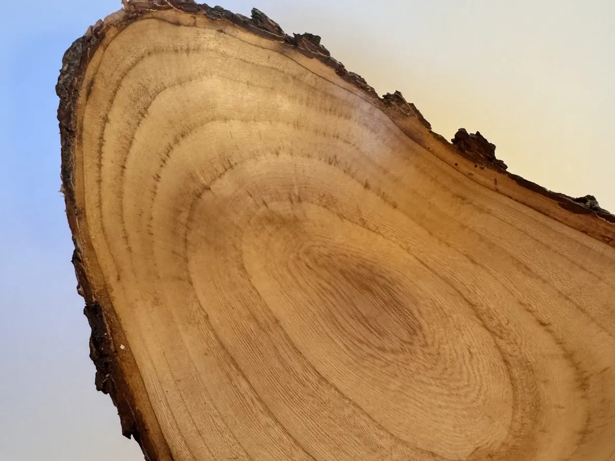 Interior close view of natural edge maple bowl with concentric grain and rough bark edge